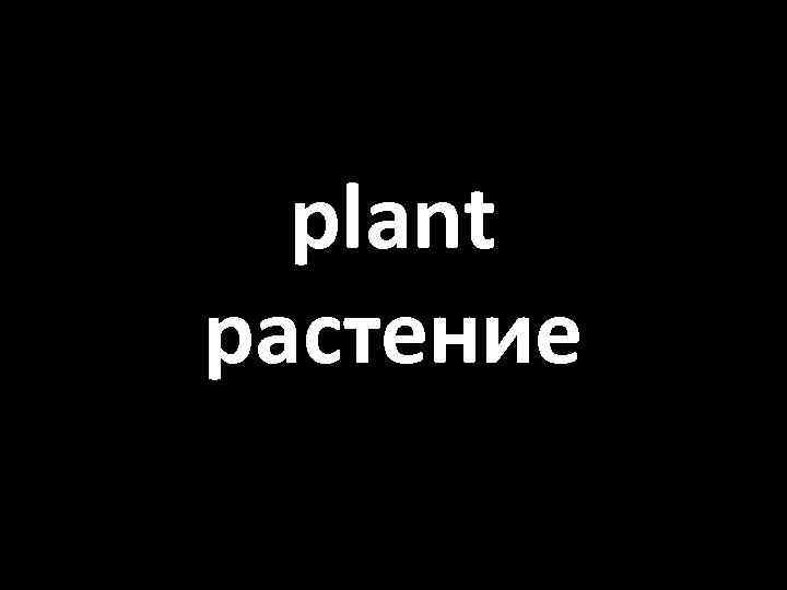 plant растение 