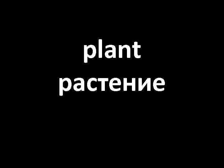 plant растение 