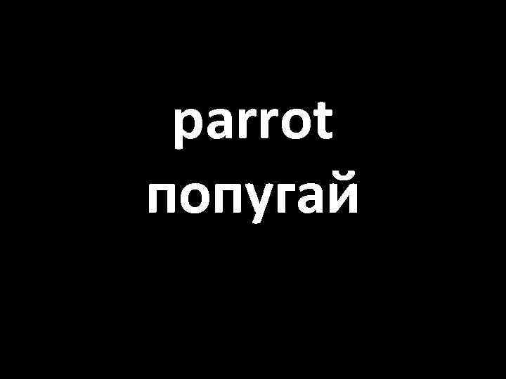 parrot попугай 