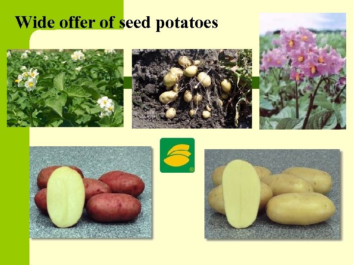 Wide offer of seed potatoes 