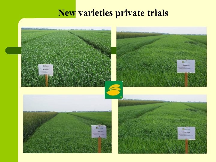 New varieties private trials 