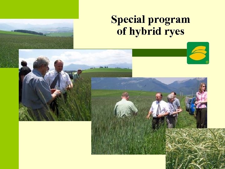 Special program of hybrid ryes 