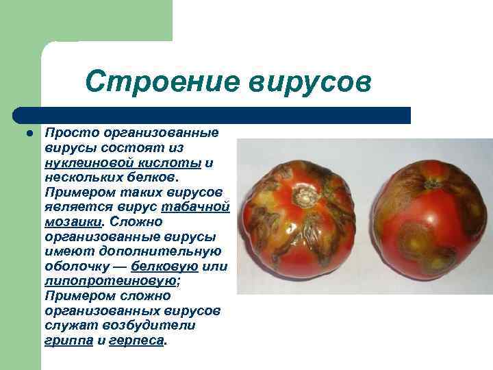 Строение вирусов l Просто организованные вирусы состоят из нуклеиновой кислоты и нескольких белков. Примером