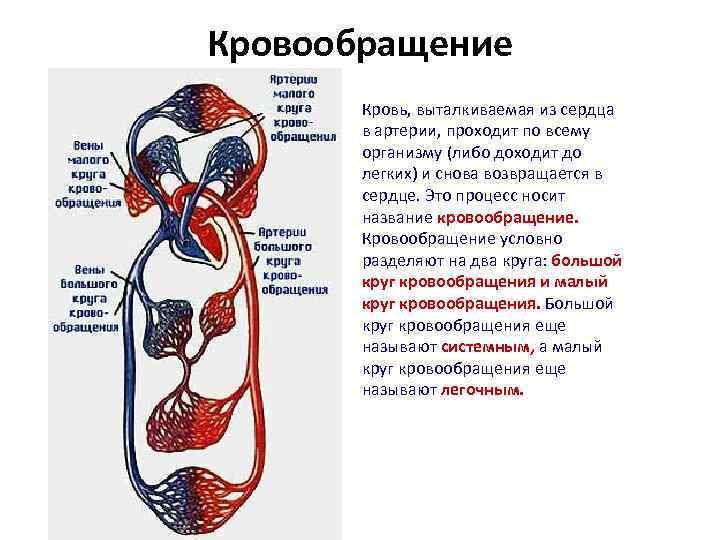 Общий план строения системы кровообращения физиология