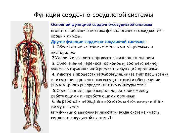 Функции сердечно-сосудистой системы Основной функцией сердечно-сосудистой системы является обеспечение тока физиологических жидкостей - крови