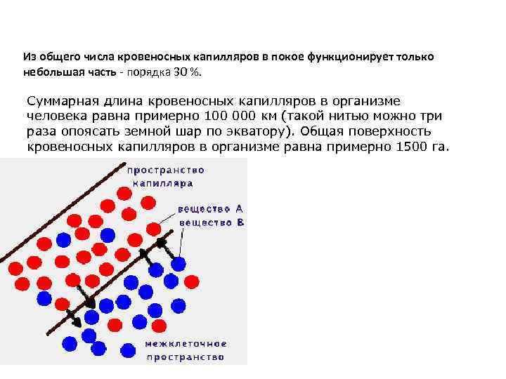 Из общего числа кровеносных капилляров в покое функционирует только небольшая часть - порядка 30