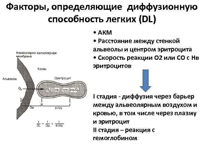 Г через стенки осуществляется газообмен