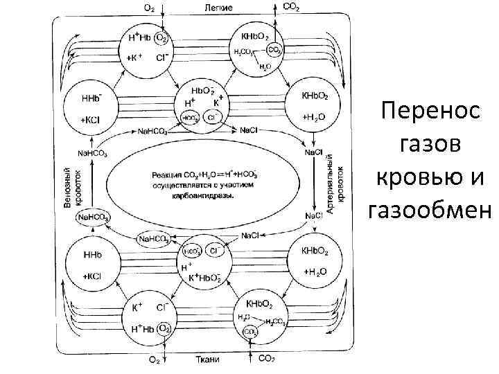 Перенос газов кровью и газообмен 
