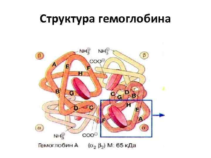Структура гемоглобина 