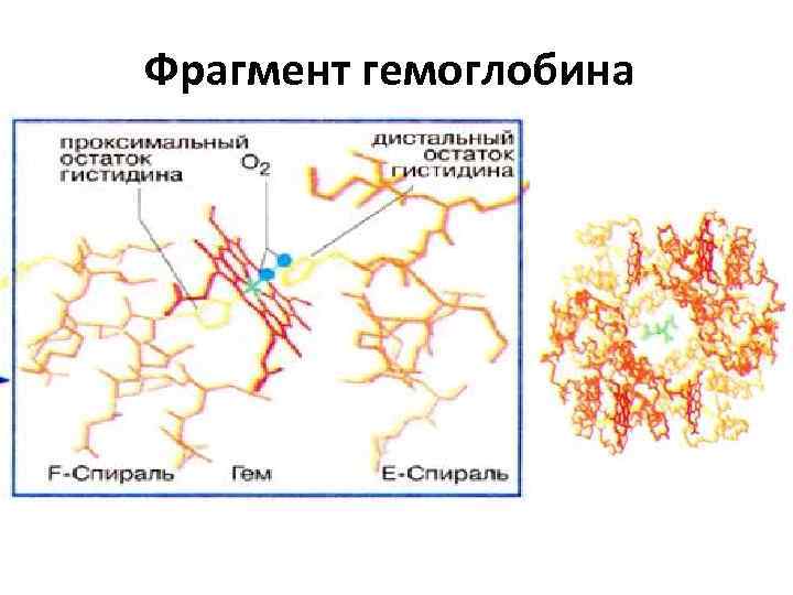 Фрагмент гемоглобина 