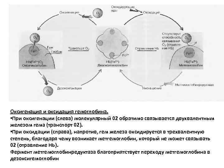 Оксигенация и оксидация гемоглобина. • При оксигенации (слева) молекулярный 02 обратимо связывается двухвалентным железом