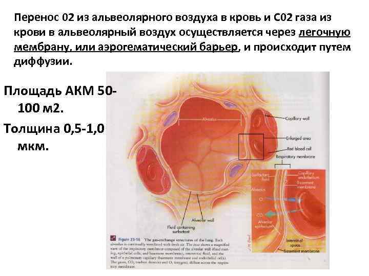 Перенос 02 из альвеолярного воздуха в кровь и С 02 газа из крови в
