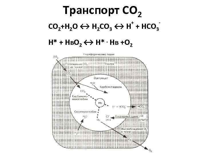 Транспорт СО 2 + СО 2+Н 2 О ↔ Н 2 СО 3 ↔