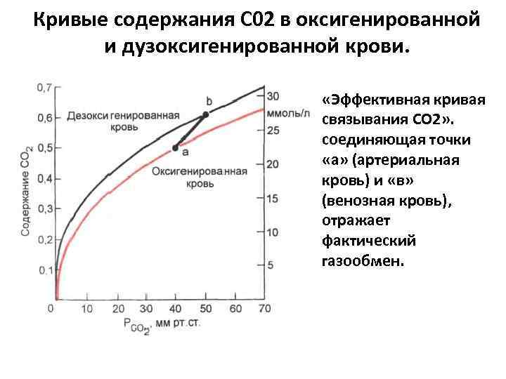Кривые содержания С 02 в оксигенированной и дузоксигенированной крови. «Эффективная кривая связывания СО 2»