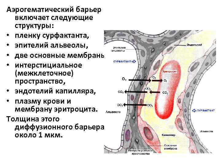 Схема строения аэрогематического барьера