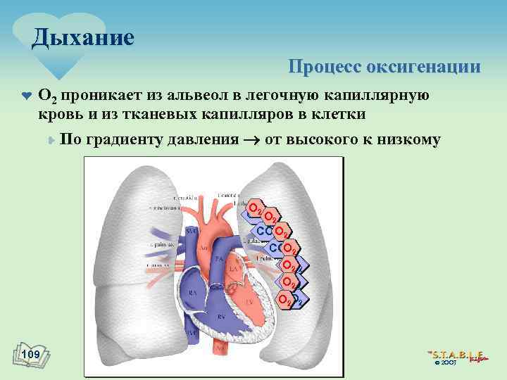 Дыхание Процесс оксигенации ¤ O 2 проникает из альвеол в легочную капиллярную кровь и