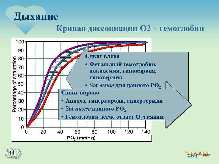 Дыхание Кривая диссоциации O 2 – гемоглобин Сдвиг влево • Фетальный гемоглобин, алкалемия, гипокарбия,