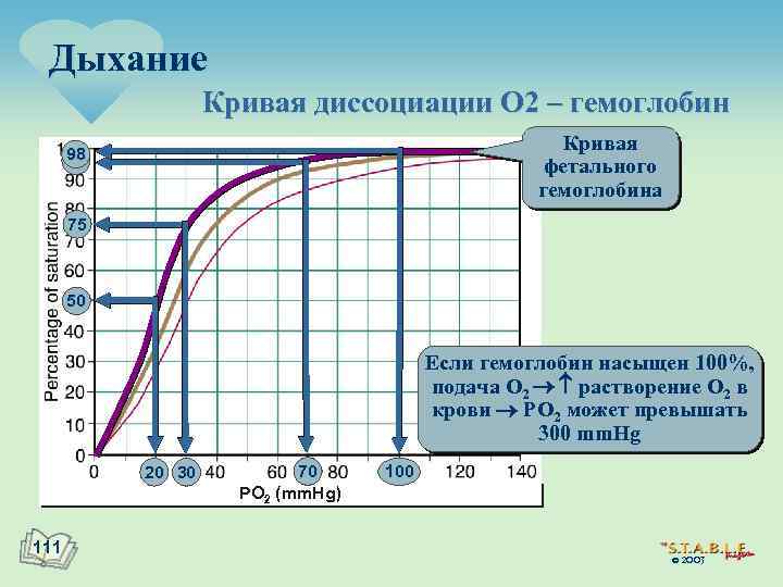 Дыхание Кривая диссоциации O 2 – гемоглобин Кривая фетального гемоглобина 98 95 75 50