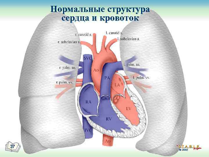 Нормальные структура сердца и кровоток 37 © 2003 