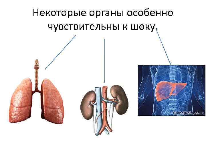 Некоторые органы особенно чувствительны к шоку. 