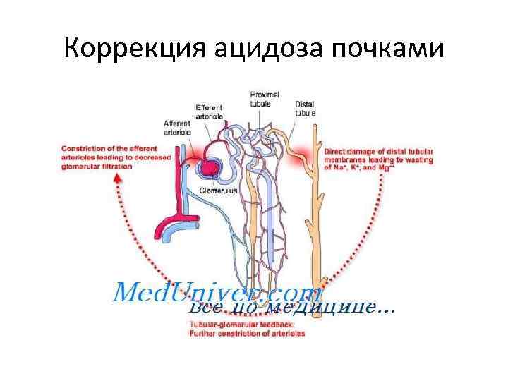 Коррекция ацидоза почками 