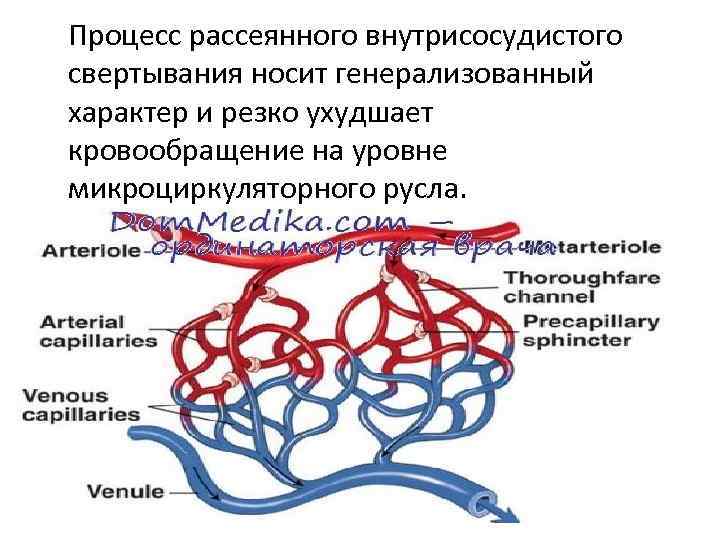 Микроциркуляторное русло. Микроциркуляторное кровообращение это. Схема микроциркуляторного русла кровоснабжения. Микроциркуляторное кровообращение схема. Кровообращение в микроциркуляторном русле физиология.