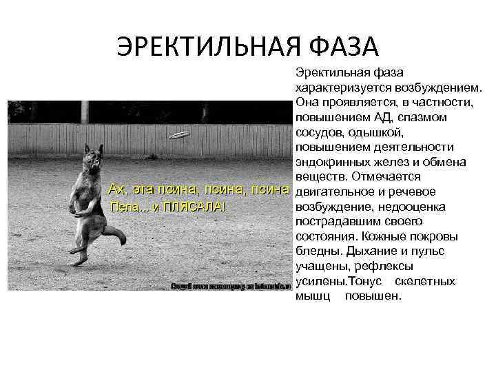 ЭРЕКТИЛЬНАЯ ФАЗА Эректильная фаза характеризуется возбуждением. Она проявляется, в частности, повышением АД, спазмом сосудов,