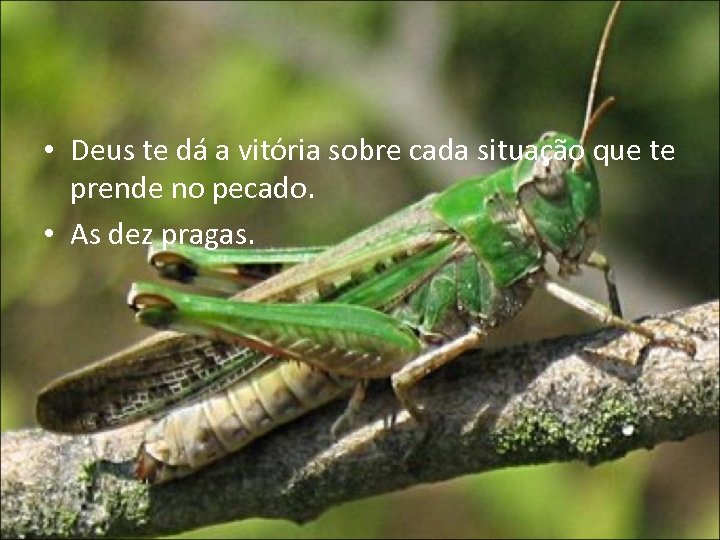  • Deus te dá a vitória sobre cada situação que te prende no