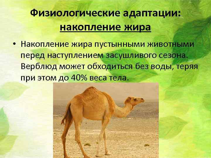 Физиологические адаптации: накопление жира • Накопление жира пустынными животными перед наступлением засушливого сезона. Верблюд