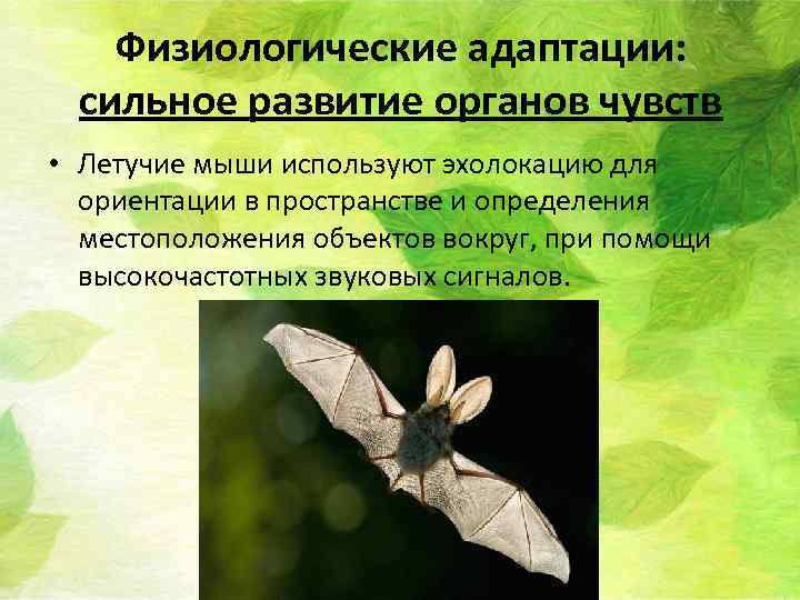 Физиологические адаптации: сильное развитие органов чувств • Летучие мыши используют эхолокацию для ориентации в