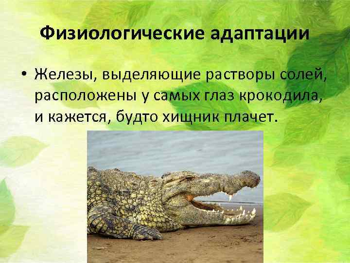 Физиологические адаптации • Железы, выделяющие растворы солей, расположены у самых глаз крокодила, и кажется,