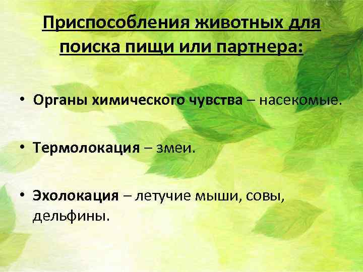 Приспособления животных для поиска пищи или партнера: • Органы химического чувства – насекомые. •