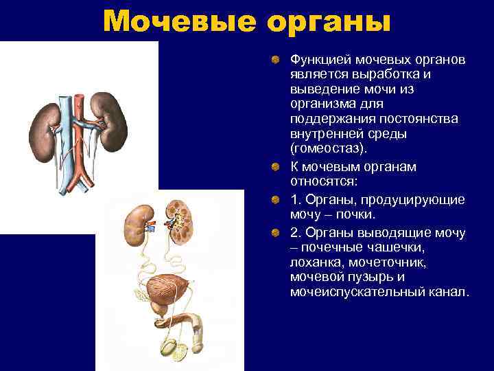 Мочевые органы Функцией мочевых органов является выработка и выведение мочи из организма для поддержания