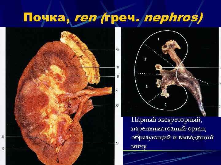 Почка, ren (греч. nephros) Парный экскреторный, паренхиматозный орган, образующий и выводящий мочу 