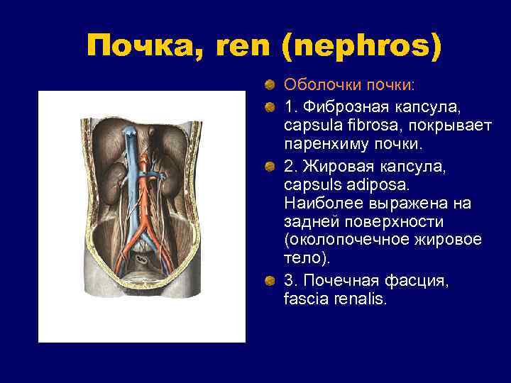 Почка, ren (nephros) Оболочки почки: 1. Фиброзная капсула, capsula fibrosa, покрывает паренхиму почки. 2.