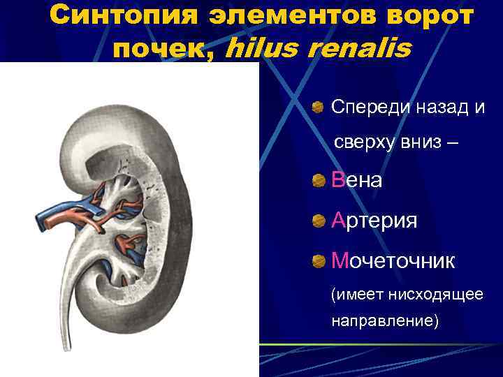 Cинтопия элементов ворот почек, hilus renalis Спереди назад и сверху вниз – Вена Артерия