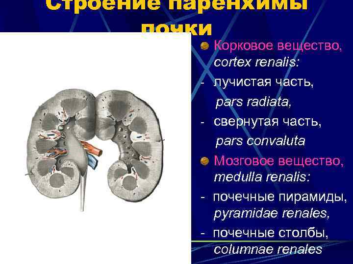 Строение паренхимы почки - - Корковое вещество, cortex renalis: лучистая часть, pars radiata, свернутая