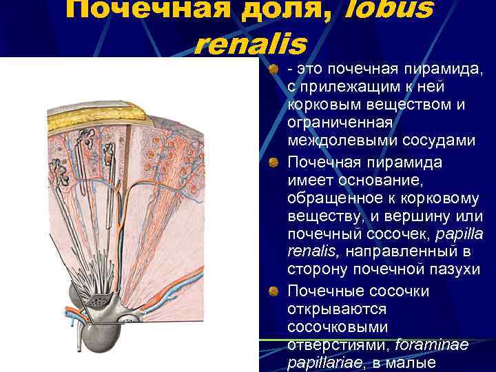 Почечная доля, lobus renalis - это почечная пирамида, с прилежащим к ней корковым веществом