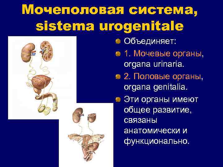 Мочеполовая система, sistema urogenitale Объединяет: 1. Мочевые органы, organa urinaria. 2. Половые органы, organa