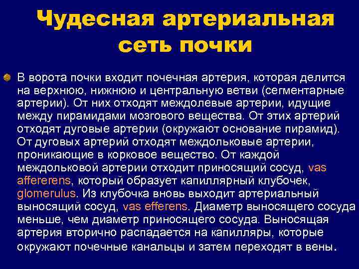 Чудесная артериальная сеть почки В ворота почки входит почечная артерия, которая делится на верхнюю,