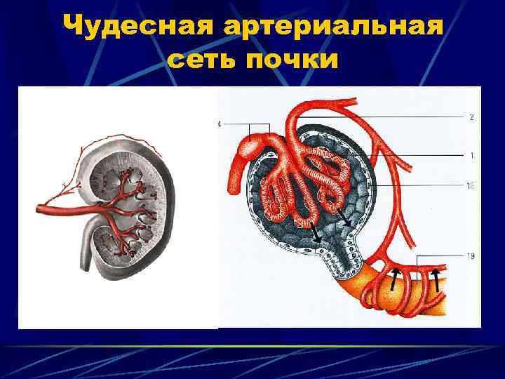 Чудесная артериальная сеть почки 