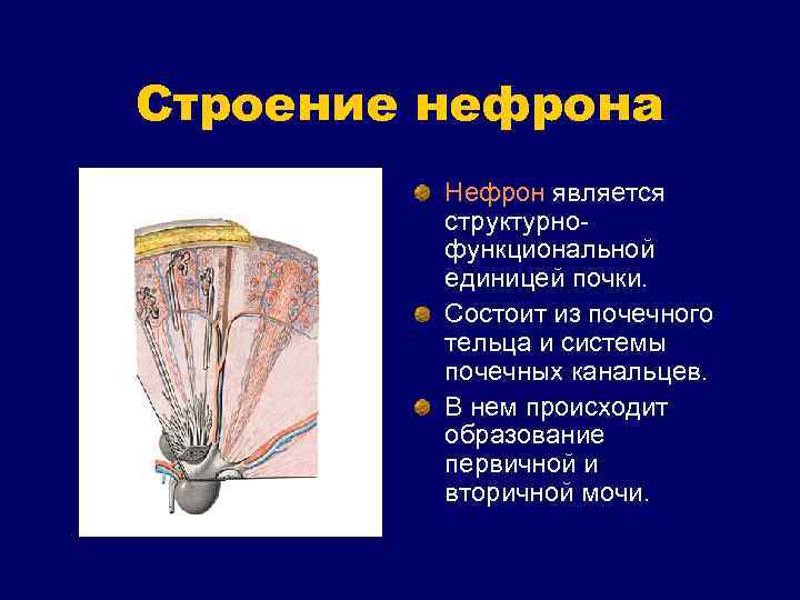 Строение нефрона Нефрон является структурнофункциональной единицей почки. Состоит из почечного тельца и системы почечных