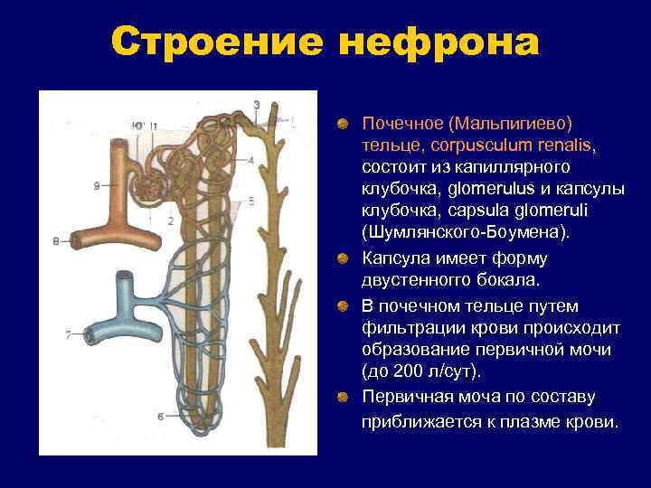 Строение нефрона Почечное (Мальпигиево) тельце, corpusculum renalis, состоит из капиллярного клубочка, glomerulus и капсулы