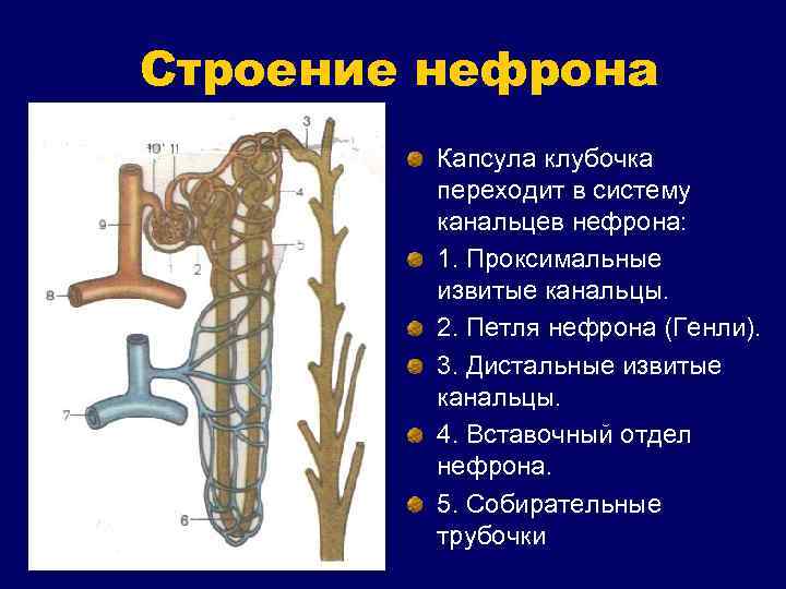 Строение нефрона Капсула клубочка переходит в систему канальцев нефрона: 1. Проксимальные извитые канальцы. 2.