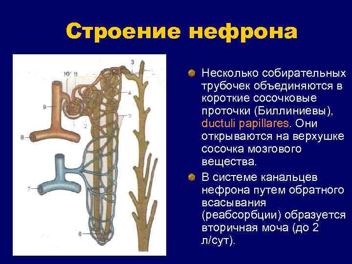 Строение нефрона Несколько собирательных трубочек объединяются в короткие сосочковые проточки (Биллиниевы), ductuli papillares. Они