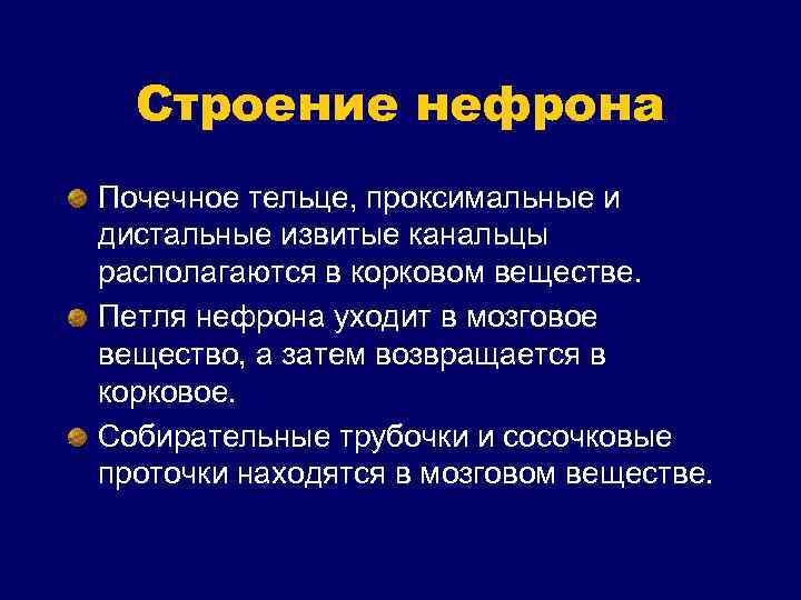 Строение нефрона Почечное тельце, проксимальные и дистальные извитые канальцы располагаются в корковом веществе. Петля