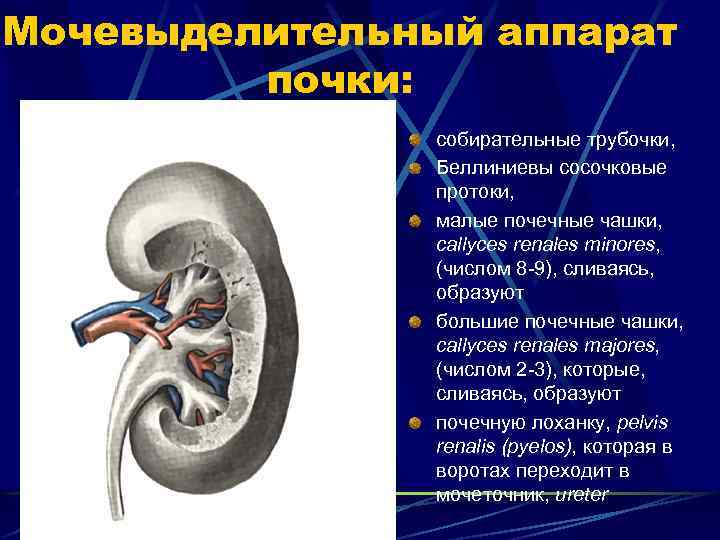 Какую функцию выполняет собирательная трубка. Строение собирательных почечных трубочек. Сосочковые протоки почки. Собирательные трубочки и сосочковые протоки.