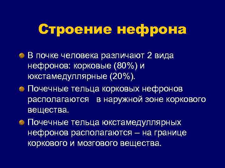 Строение нефрона В почке человека различают 2 вида нефронов: корковые (80%) и юкстамедуллярные (20%).