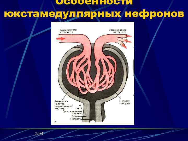 Особенности юкстамедуллярных нефронов 20% 
