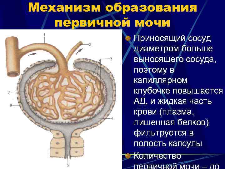 Механизм образования первичной мочи Приносящий сосуд диаметром больше выносящего сосуда, поэтому в капиллярном клубочке